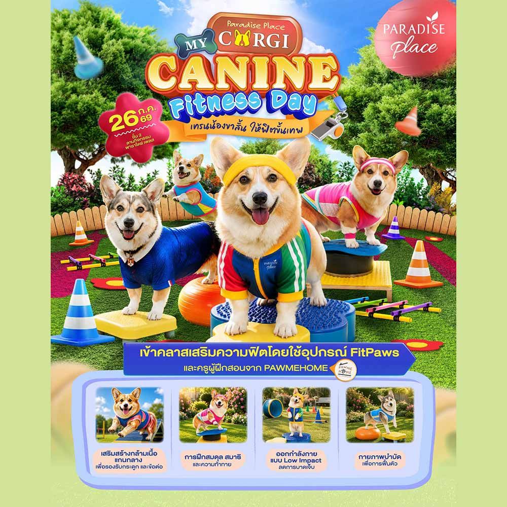 My Corgi Canine Fitness Day